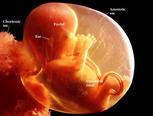 pregnancy week 16 fetus
