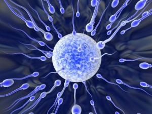 sperm-egg-fertilization
