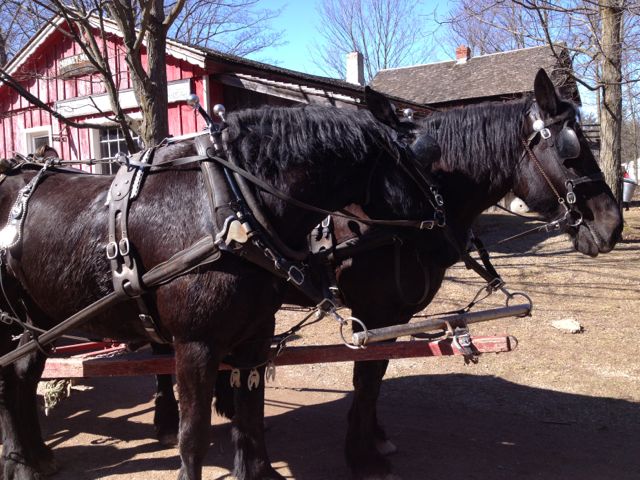 horse and wagon ride at westfield heritage village