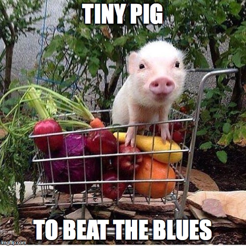 tiny pig