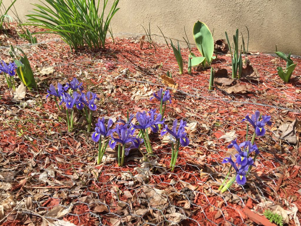 spring-irises