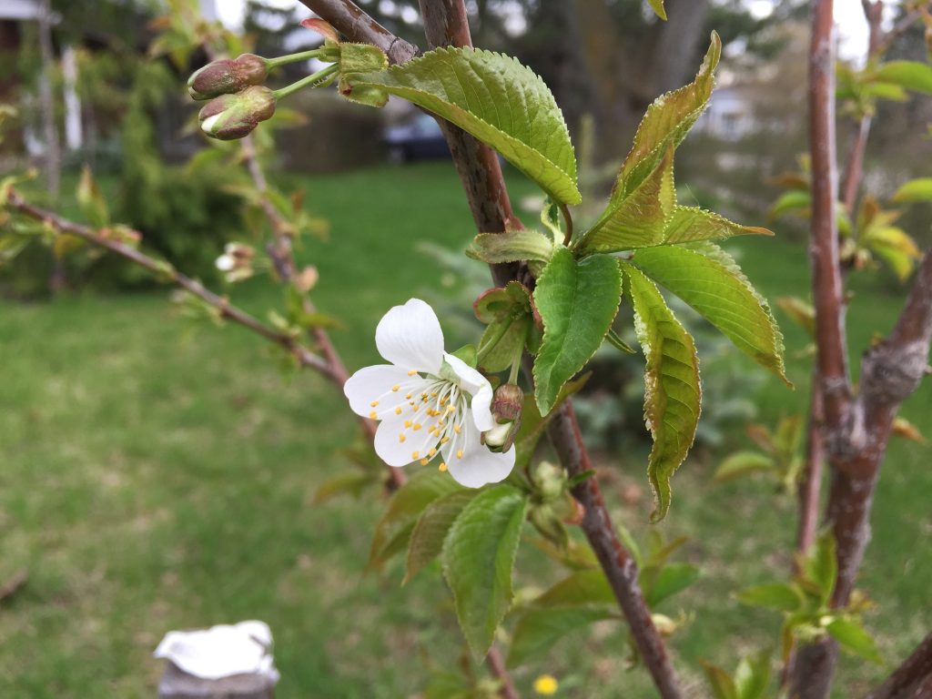 spring-cherry-blossoms