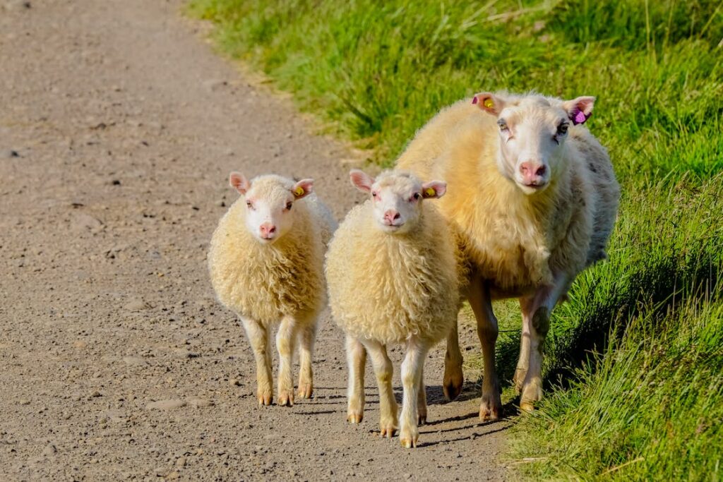 three-white-sheep